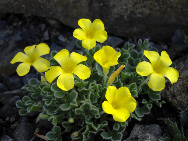 Oxalis purpurea 'Ken Aslett' photo